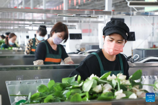 Fresh Cut Flowers in Northwest China Provided for Market at Home and Abroad