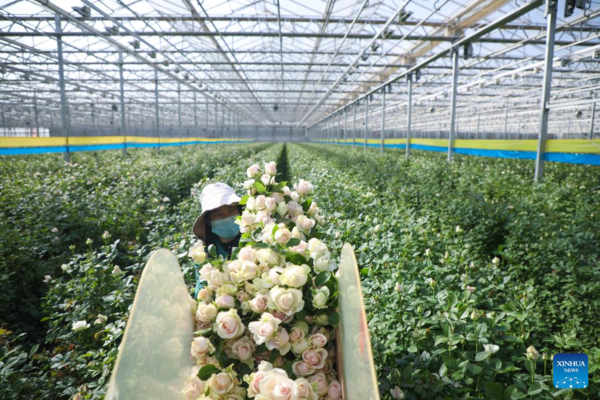 Fresh Cut Flowers in Northwest China Provided for Market at Home and Abroad