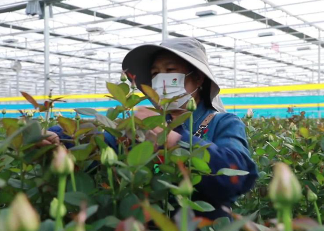 GLOBALink | Rosy Dreams for Rural Women in NW China