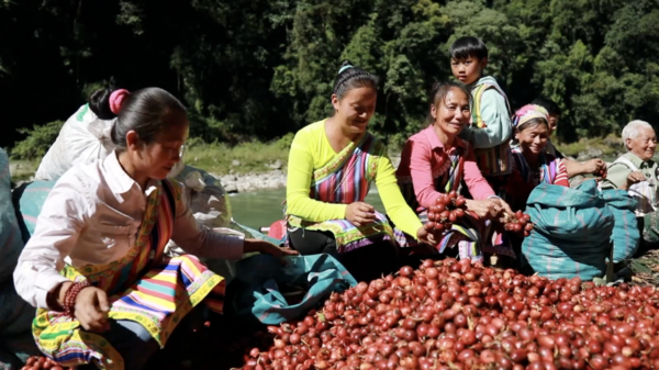 GLOBALink | Dulong People Embrace Amomum Tsao-Ko Harvest in China's Yunnan