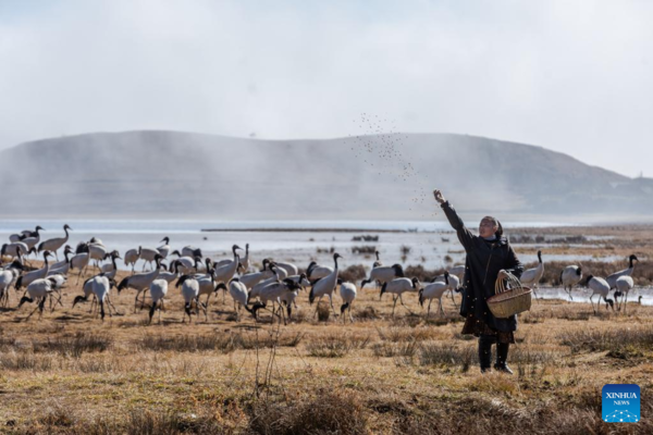 Pic Story: Protector of Black-Necked Cranes in SW China's Yunnan