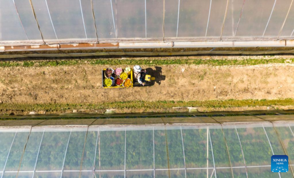 Pic Story of Flower-Selling Live Streamer in China's Yunnan