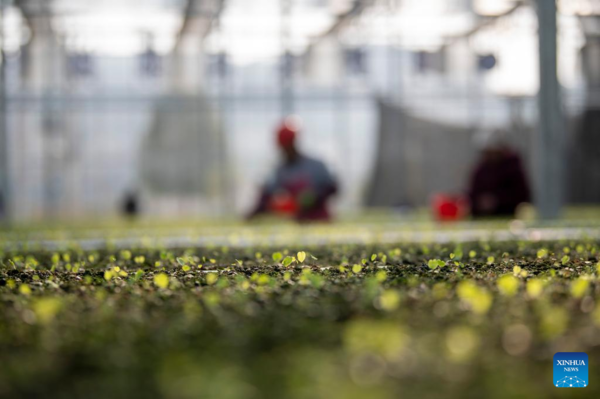 Spring Ploughing and Seedling Raising Start in SW China's Guizhou