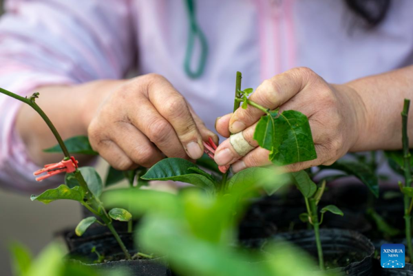 Spring Ploughing and Seedling Raising Start in SW China's Guizhou