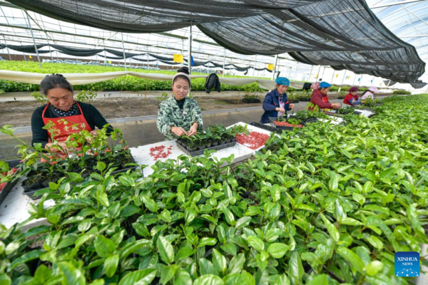 Spring Ploughing and Seedling Raising Start in SW China's Guizhou