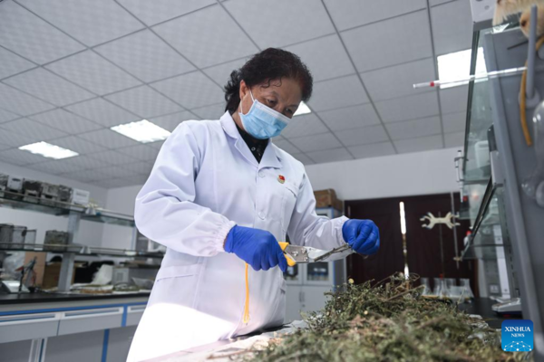 Profile: Forestry Scientist Devoted to Greening Qinghai-Tibet Plateau