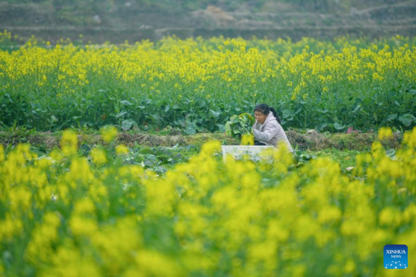 Arrival of Yushui Sees Wave of Spring Farming Activities Across China