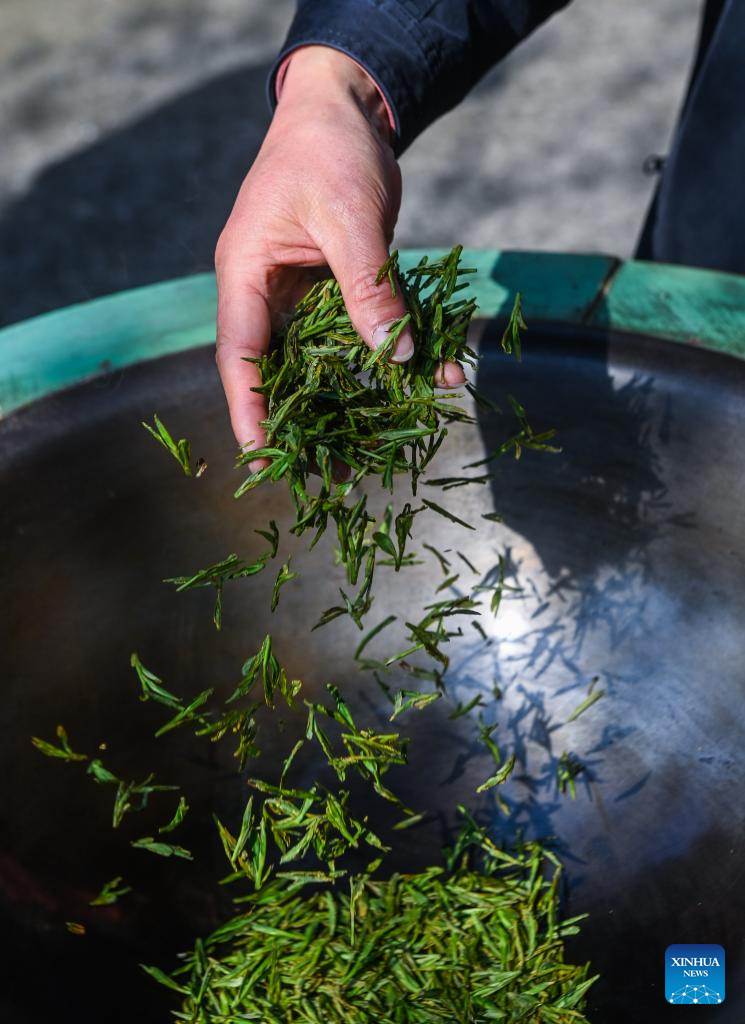 Farmers in Hangzhou Start Harvesting Longjing Tea Leaves Ahead of Qingming Festival