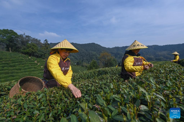 Farmers in Hangzhou Start Harvesting Longjing Tea Leaves Ahead of Qingming Festival