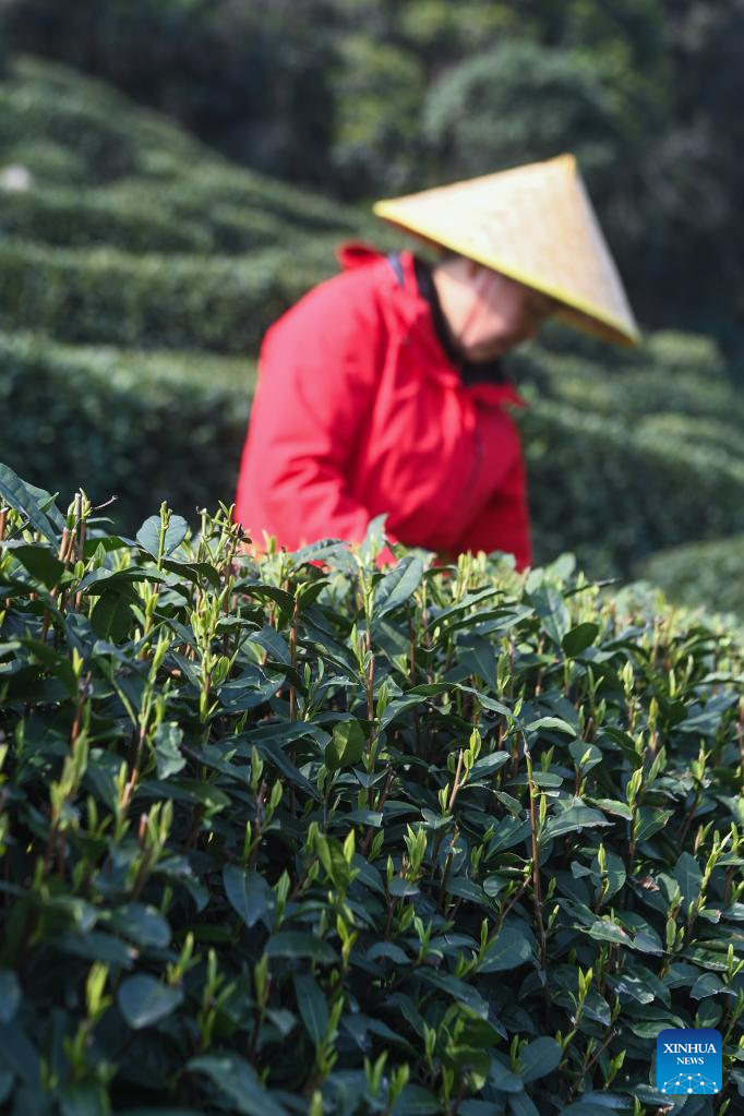 Farmers in Hangzhou Start Harvesting Longjing Tea Leaves Ahead of Qingming Festival