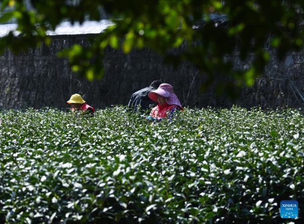 Farmers in Hangzhou Start Harvesting Longjing Tea Leaves Ahead of Qingming Festival