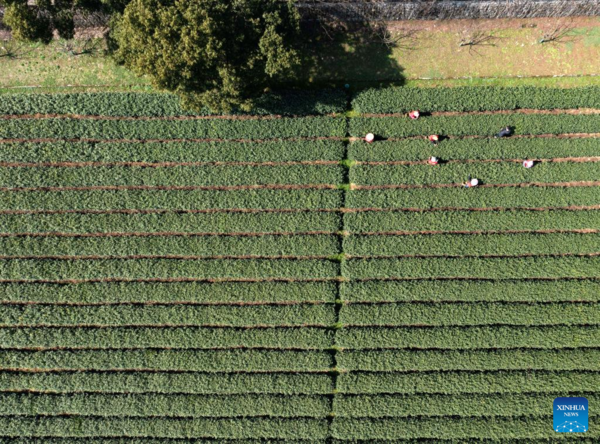 Farmers in Hangzhou Start Harvesting Longjing Tea Leaves Ahead of Qingming Festival