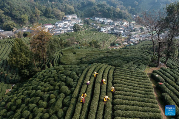 Farmers in Hangzhou Start Harvesting Longjing Tea Leaves Ahead of Qingming Festival