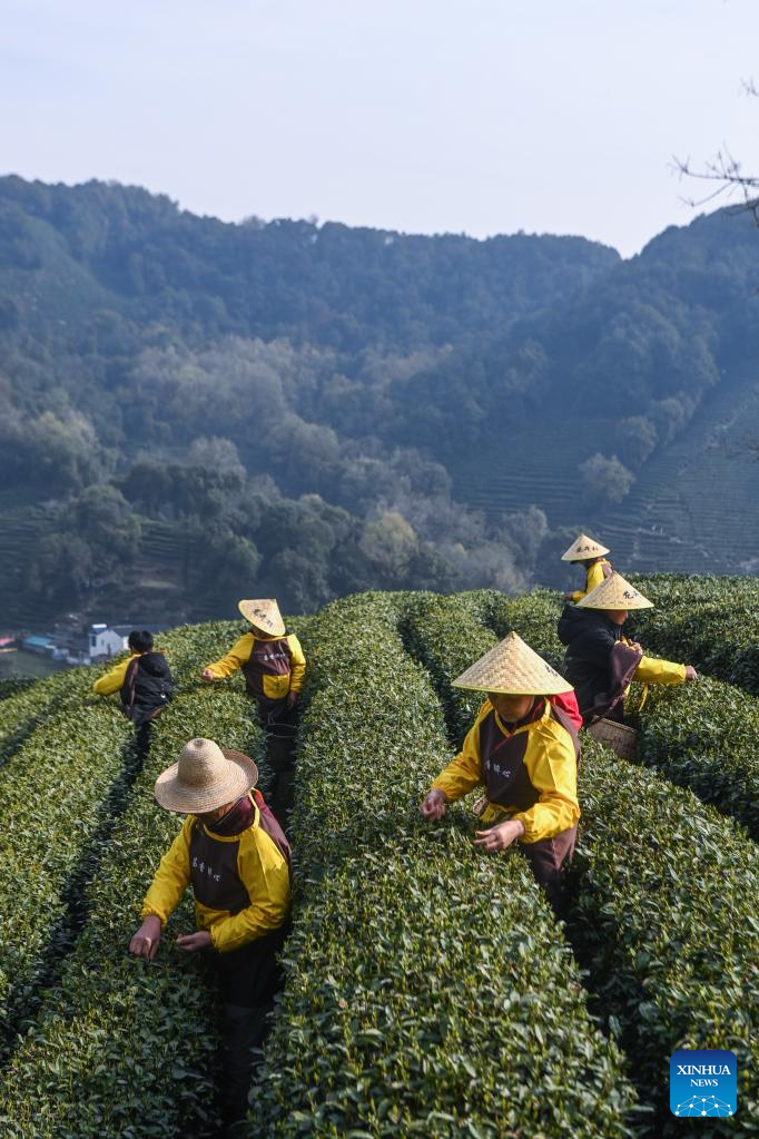 Farmers in Hangzhou Start Harvesting Longjing Tea Leaves Ahead of Qingming Festival