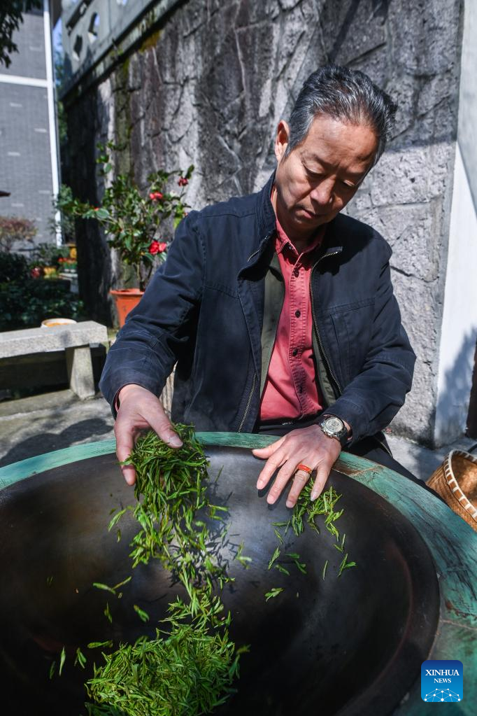 Farmers in Hangzhou Start Harvesting Longjing Tea Leaves Ahead of Qingming Festival