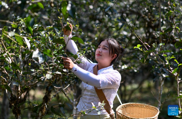 Spring Tea Picking Starts in Pu'er City, China's Yunnan