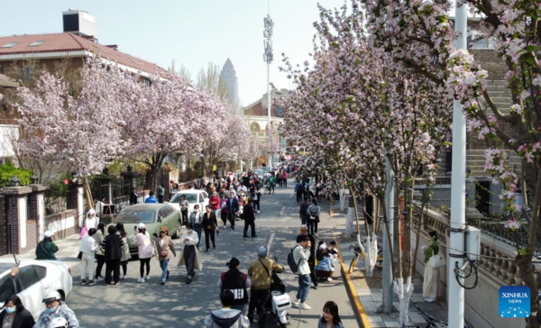 Blossoms of Chinese Flowering Crabapple Boost Tourism in N China's Tianjin