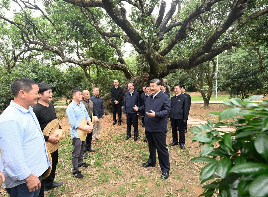 Xi Story: Lychee Industry Brings Wealth to Villagers in Guangdong