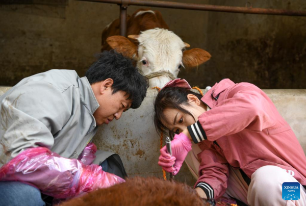 Rural Veterinarian Maintains Dual Role as Vet and Internet Celebrity in NW China's Ningxia