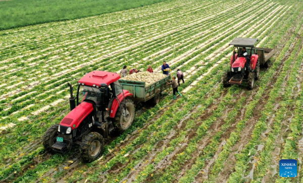 Chinese Farmers Busy with Field Works at Beginning of Summer