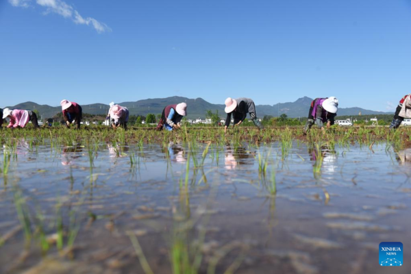 Chinese Farmers Busy with Field Works at Beginning of Summer