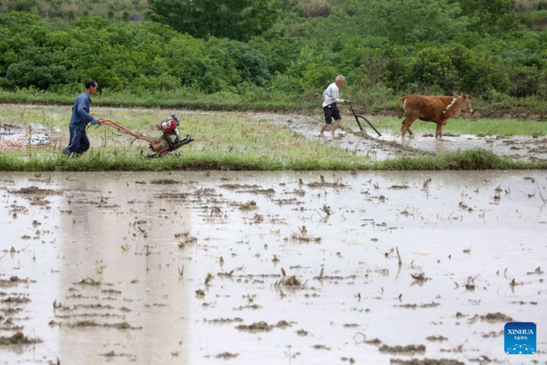 Chinese Farmers Busy with Field Works at Beginning of Summer