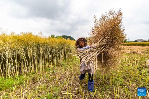 Chinese Farmers Busy with Field Works at Beginning of Summer