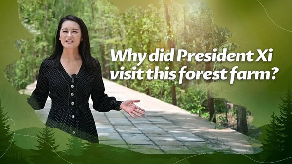 Why Did President Xi Visit This Forest Farm?