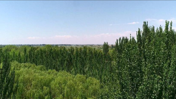 Xi Visits Three-North Shelterbelt Forest Program in China's Inner Mongolia