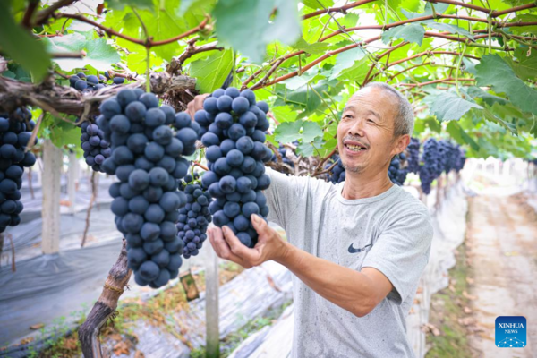 Green Rural Revival Program Lifts Image of Countryside in China's Zhejiang