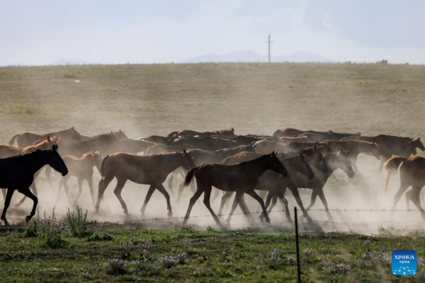 NW China's Zhaosu County Enters Peak Tourism Season in Summer