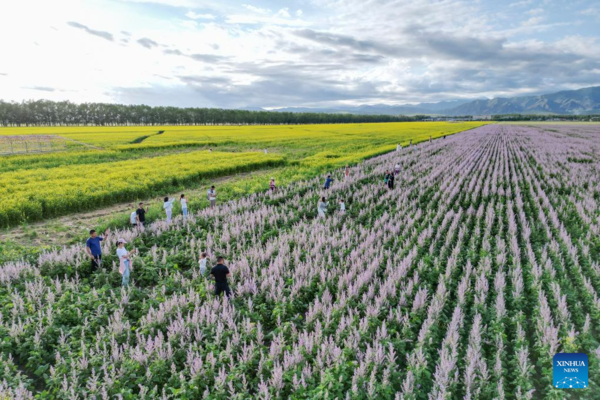 NW China's Zhaosu County Enters Peak Tourism Season in Summer