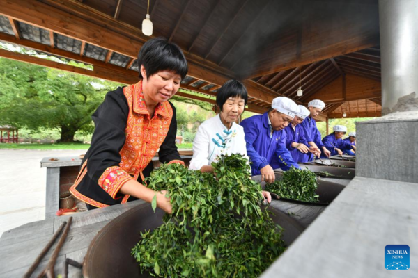 Wuzhou City Famous for Liubao Tea Making in S China's Guangxi