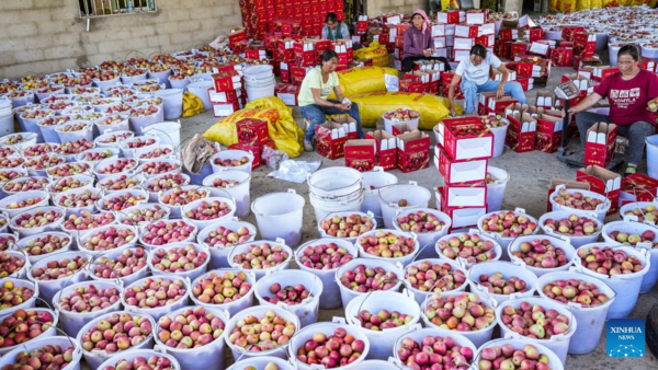 Villagers Harvest Apples in SW China's Guizhou