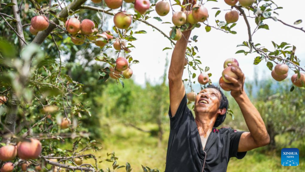 Villagers Harvest Apples in SW China's Guizhou