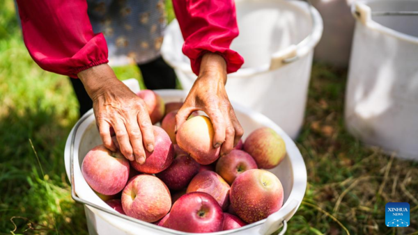 Villagers Harvest Apples in SW China's Guizhou