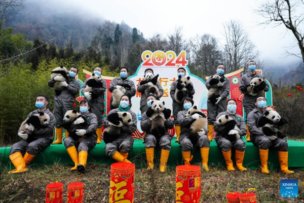 Giant Panda Cubs Make Group Appearance at Breeding Bases in Sichuan
