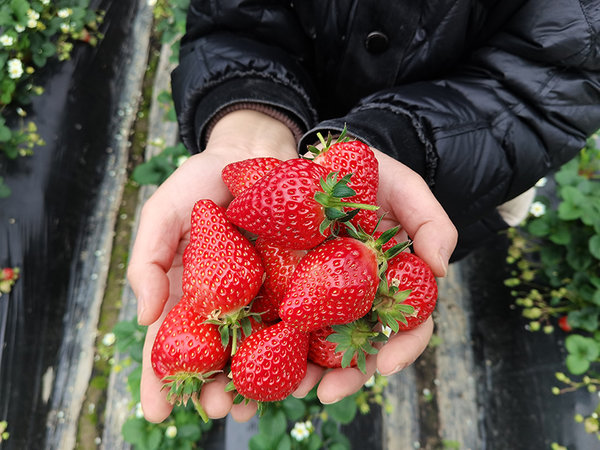 Strawberries Sweeten Life for Villagers in E China's Anhui