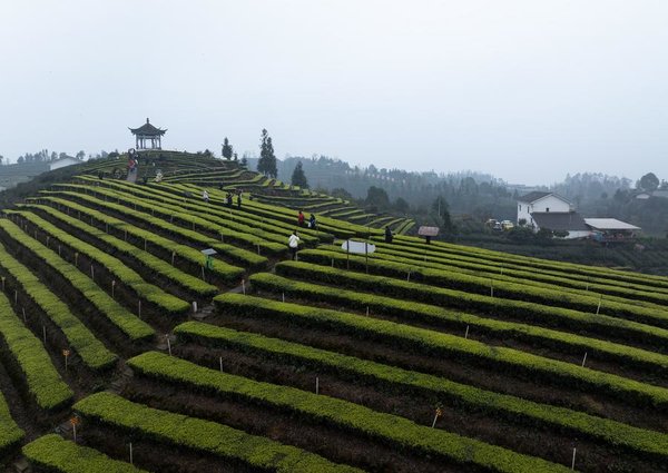 SichuanMosaics | Tea Industries Empower Communities, Enterprises in Luzhou, SW China's Sichuan