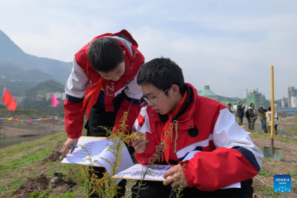 Rare, Endangered Plants Reintroduced into China's Three Gorges Reservoir Area