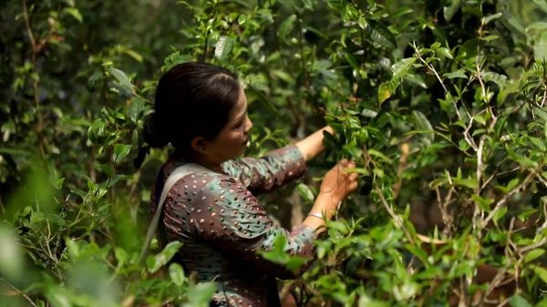 GLOBALink | Spring Tea Picking Season Begins at Jingmai Mountain