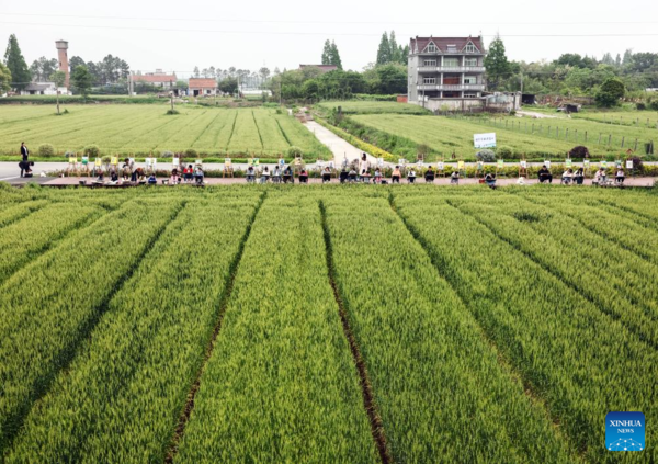 Nanhu District Develops Industries to Boost Rural Revitalization in Jiaxing City, E China's Zhejiang