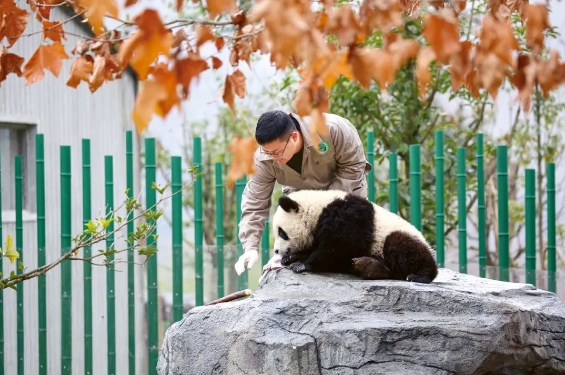 Guardians of Giant Pandas