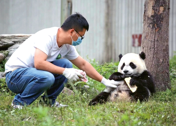 Guardians of Giant Pandas