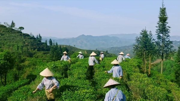 Journey into China's Tea Culture: Millennium-Old Liubao Tea