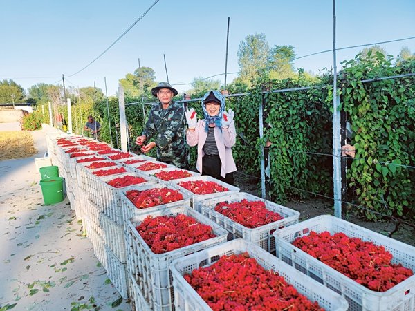 Beautiful New Farmers | Team Helps Farmers Attain Wealth by Growing Chinese Magnolia Vine Fruit