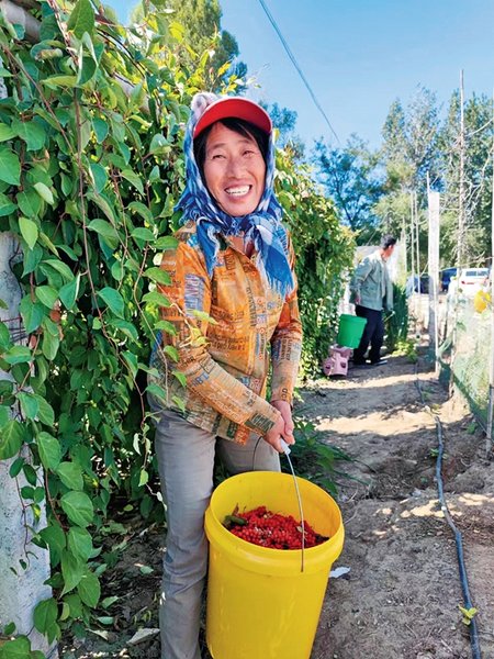 Beautiful New Farmers | Team Helps Farmers Attain Wealth by Growing Chinese Magnolia Vine Fruit