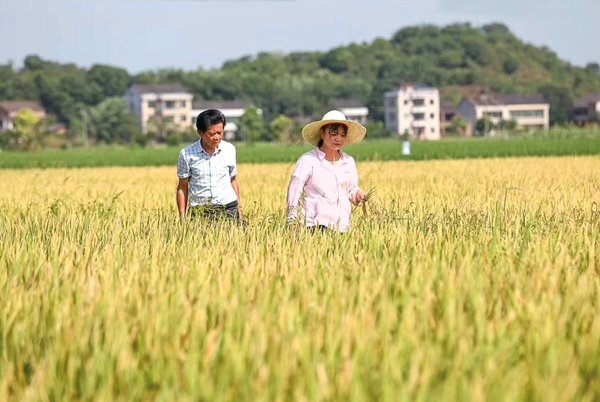 Beautiful New Farmers | Grain Producer Leads Villagers in Developing Modern Agriculture