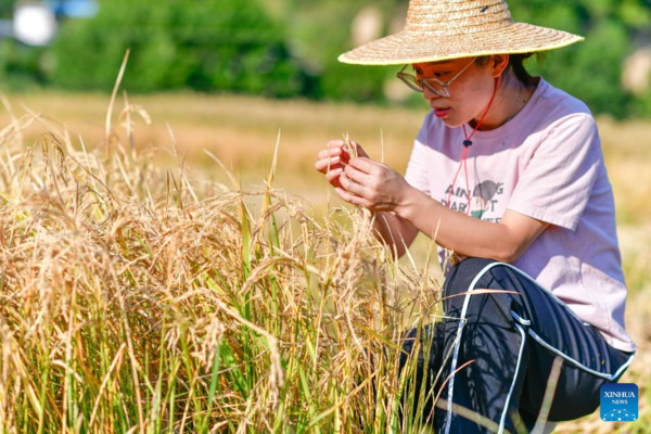 Young Village Worker Helps Villagers Develop Rice Seed Production Industry in SW China