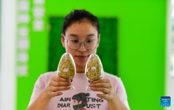 Young Village Worker Helps Villagers Develop Rice Seed Production Industry in SW China